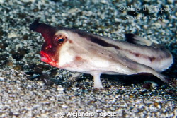 Bat Fish with red lips, Galapagos Ecuador
Canon 7D, 60 m... by Alejandro Topete 
